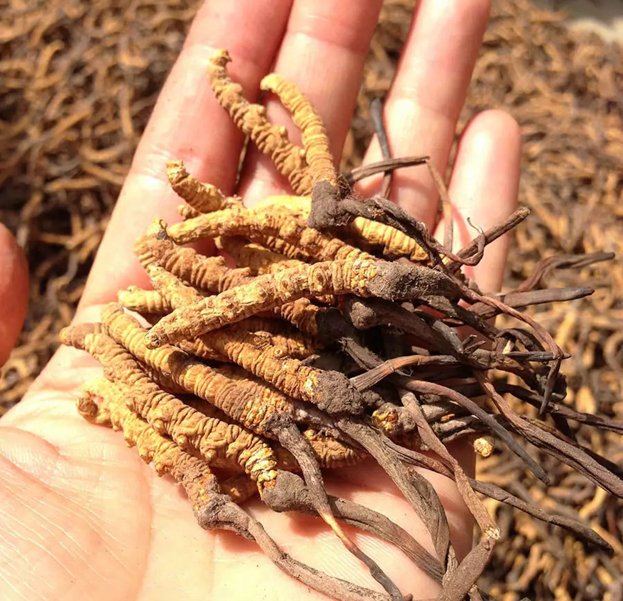 ChungChouCity Cordyceps (2800 p/kg) 37.8g