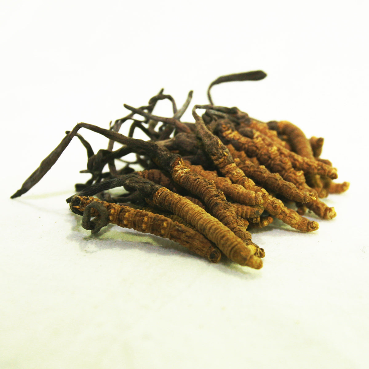 ChungChouCity Cordyceps (2800 p/kg) 37.8g