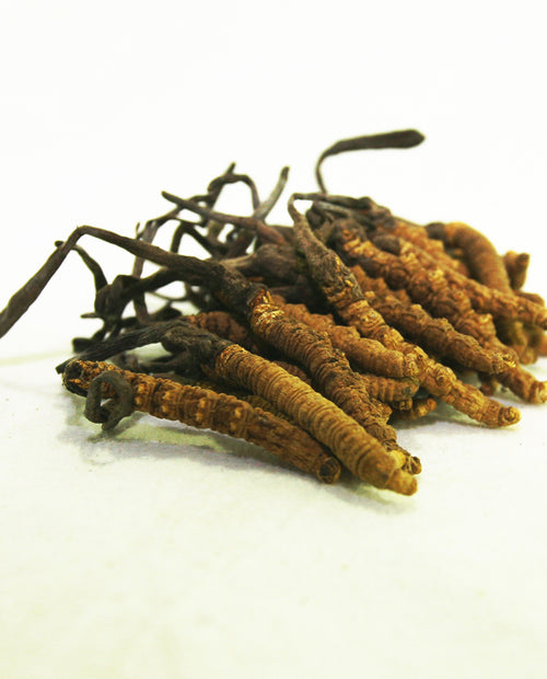 一两装西藏特选虫草（4200支/公斤）